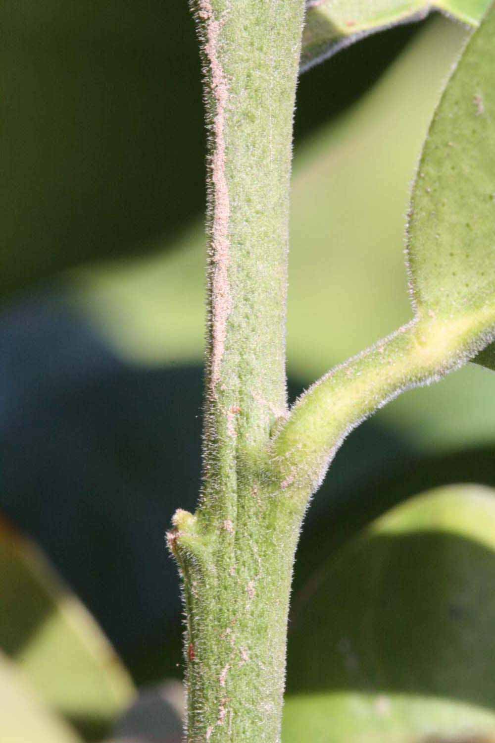            First year twig (Riverside, CA)   